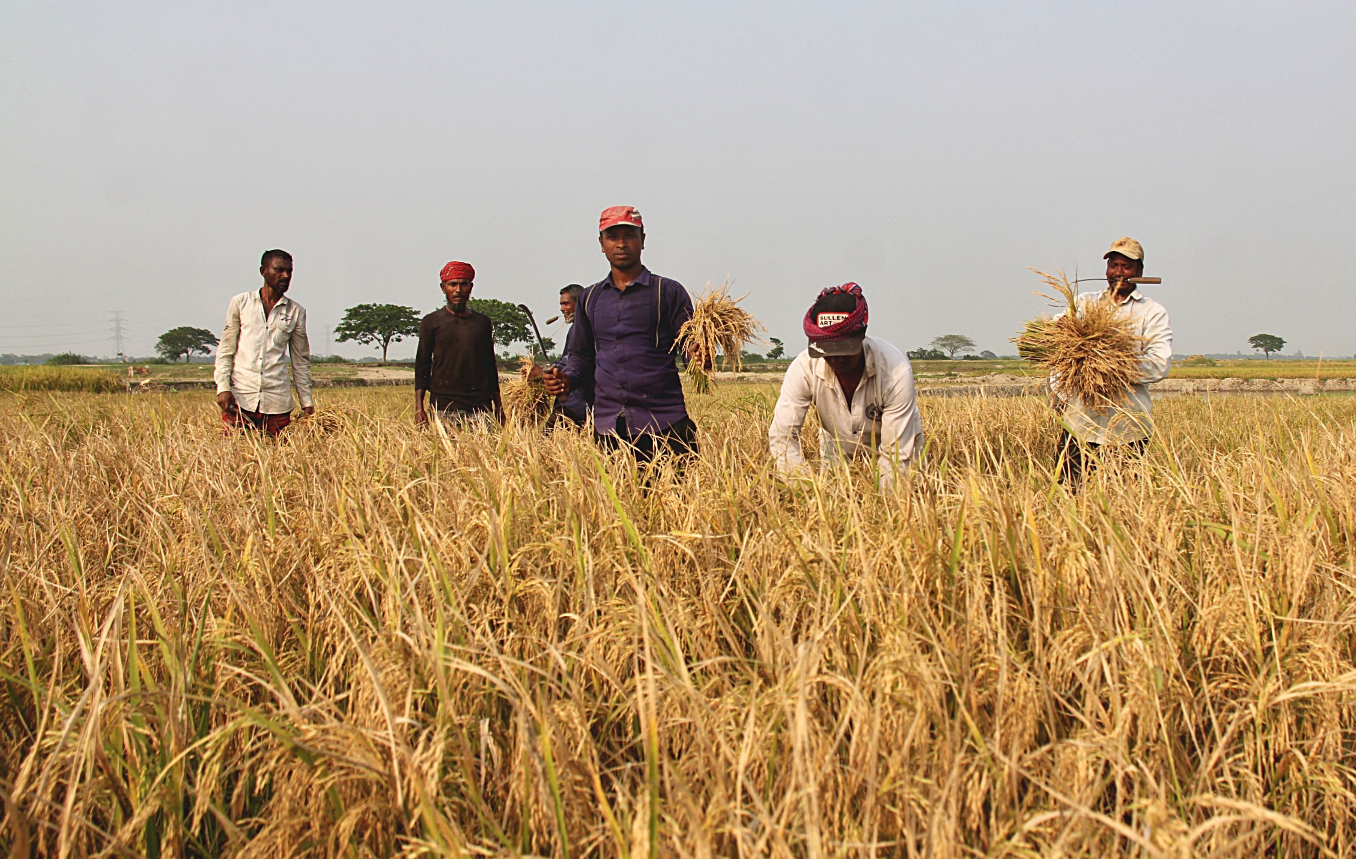 Farmers harvesting paddy in the haor